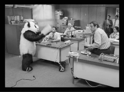 Panda at Work